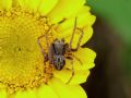 Agalenatea redii